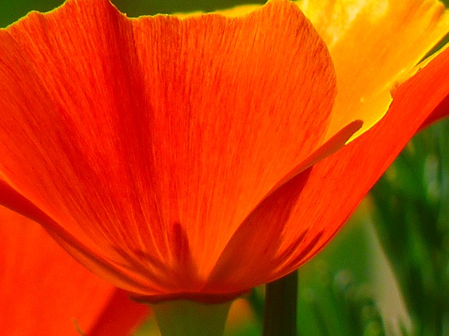 iceland-poppy-43439_640